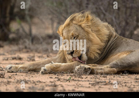 Junger männlicher Löwe (Panthera leo) auf dem Boden liegen. Mit seiner Zunge leckte sich Stockfoto