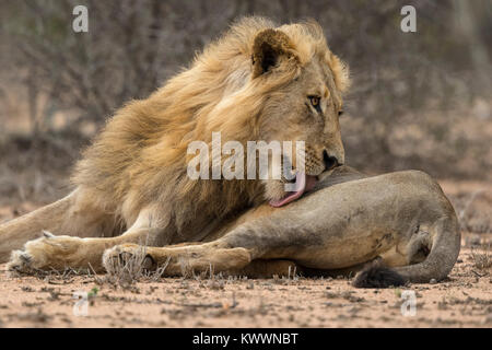 Junger männlicher Löwe (Panthera leo) auf dem Boden liegen. Mit seiner Zunge leckte sich Stockfoto