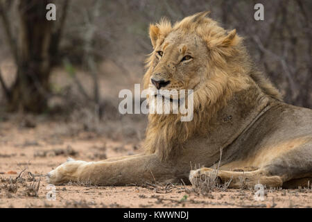 Junger männlicher Löwe (Panthera leo) auf dem Boden liegend Stockfoto