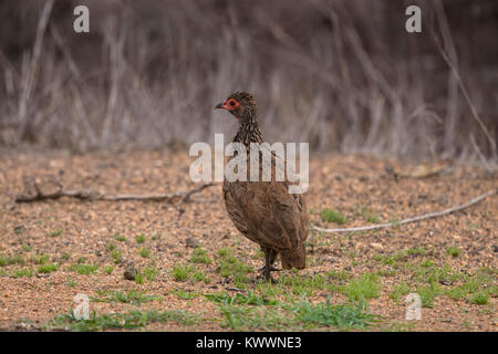 Swainsons Spurfowl (Pternistis swainsonii) Stockfoto