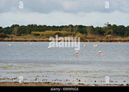 Flamingos in WWF Naturpark von Orbetello, Lagune, Toskana, Italien Stockfoto