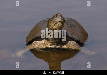 Gezahnte schwenkbaren Terrapin (Pelusios sinuatus), Stockfoto