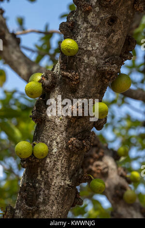 Knorrige Feigenbaum (Ficus sansibarica), Feigenbaum Stockfoto