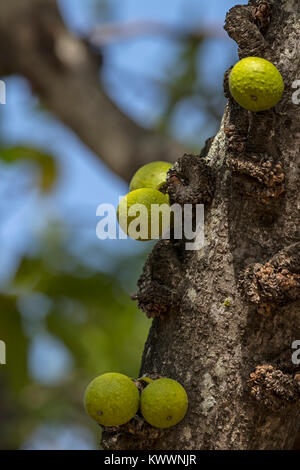 Knorrige Feigenbaum (Ficus sansibarica), Feigenbaum Stockfoto