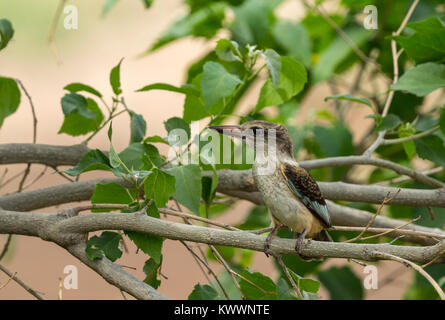 Kinder Braun-hooded Kingfisher (Halcyon albiventris ssp. albiventris) Stockfoto