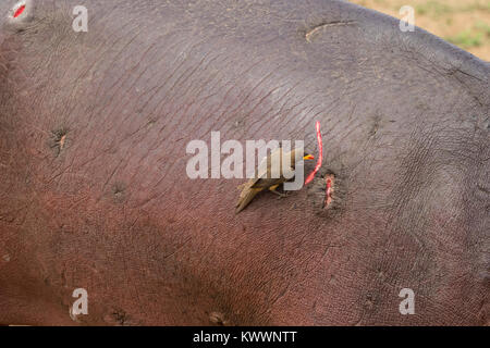 Yellow-billed Oxpecker (Buphagus africanus) an einer Wunde auf Flusspferd (Hippopotamus amphibius), Stockfoto
