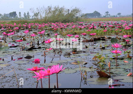 GOPALGANJ, BANGLADESCH - November 11, 2016: Seerosen Pflanze auf See an der Gopalganj, Bangladesch. Bangladeshi Menschen verdienen Sie Geld durch den Verkauf der Wasser lil Stockfoto