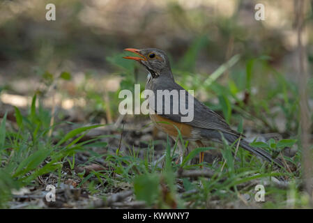 Kurrichane Thrush (Turdus libonyanus), Turdidae Stockfoto