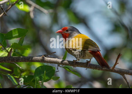 Green-winged Pytilia (Pytilia melba), männlich Stockfoto