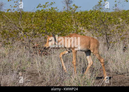 Kalb von wasserbüffeln (Damaliscus lunatus lunatus ssp.), Stockfoto