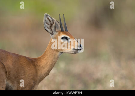 Steinböckchen, (Raphicerus Campestris), Stockfoto