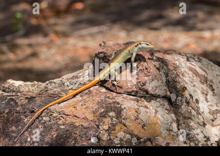 Mabuya Regenbogen, Rainbow Skink (Trachylepis margaritifer), das früher als Unterart des afrikanischen Fünf angesehen gesäumten Skink=Five-Lined Mabuya (Trachyl Stockfoto