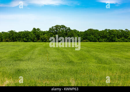 Rand von Wald, Feld mit grünem Gras Stockfoto