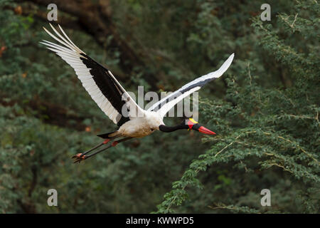 Sattel-billed Stork (Ephippiorhynchus senegalensis) im Flug, Fliegen Stockfoto
