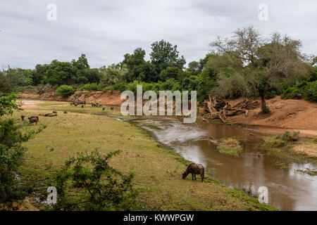 Afrikanischer Büffel (Syncerus caffer Caffer) durch Luvuvhu Fluss, Pafuri, Kruger National Park, November Stockfoto