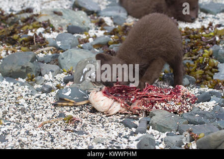 Welpen Kommandeure Blue Arctic fox, dass isst eine GUILLEMOT an der Küste in der Nähe der Höhle Stockfoto