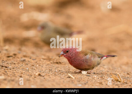 Red-billed Firefinch (Lagonosticta senegala) Männer auf dem Boden Stockfoto