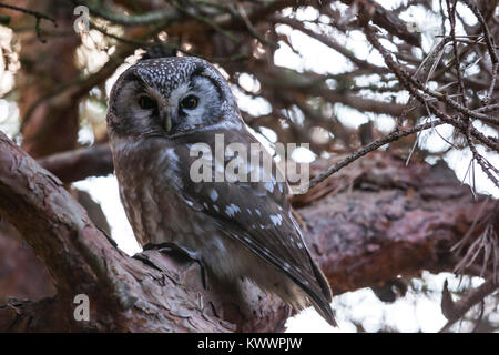 Tengmalms Owl (Aegolius funereus) in einem Baum gehockt Stockfoto