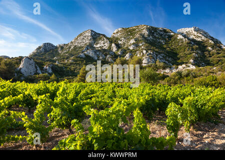 Berge der Provence mit Blick auf die Weinberge von Chateau Romanin in der Nähe von Saint Remy de Provence, Frankreich Stockfoto