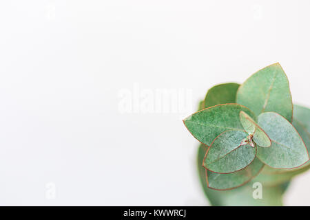 Silver Dollar Eukalyptus Zweig auf weißem Hintergrund. Selektiver Fokus Ansicht von oben kopieren. Schön minimalistisch gestalteten Bild für Social Media Branding Stockfoto