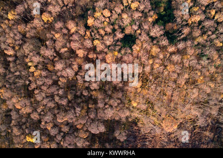 Drohnen Blick über Silber Birken bei Holme Fen SSSI Naturschutzgebiet, Cambridgeshire, England, Großbritannien Stockfoto