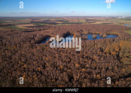 Drohnen Blick über Silber Birken bei Holme Fen SSSI Naturschutzgebiet, Cambridgeshire, England, Großbritannien Stockfoto