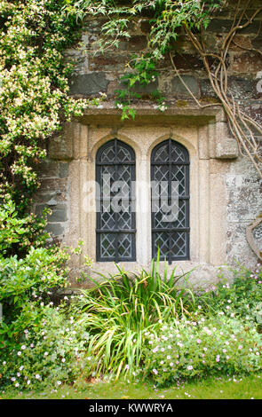 Eine alte, mittelalterliche Fenster durch Kletterpflanzen - umgeben von John Gollop Stockfoto