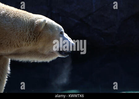 Polar bear Cincinnati Zoo captive Panieren Stockfoto