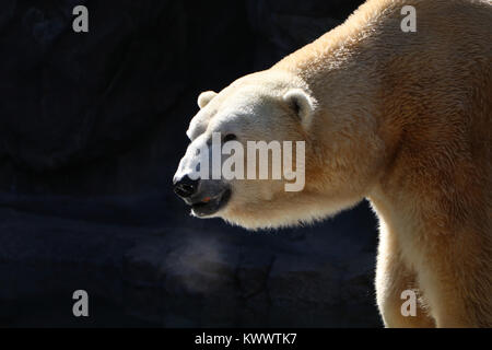 Polar bear Cincinnati Zoo captive Panieren Stockfoto