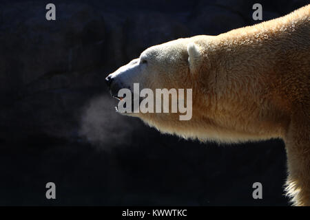 Polar bear Cincinnati Zoo captive Panieren Stockfoto