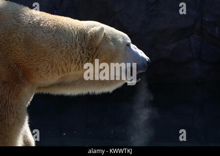 Polar bear Cincinnati Zoo captive Panieren Stockfoto