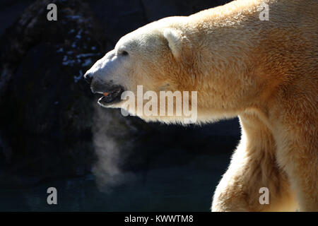 Polar bear Cincinnati Zoo captive Panieren Stockfoto