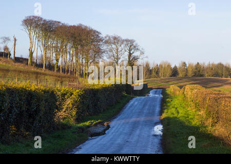 Ein nasser Asphalt Landstraße in Nordirland in die Ferne und flankiert auf beiden Seiten von getrimmte Hecken Weißdorn Stockfoto