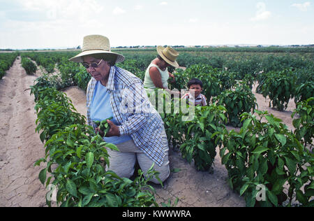 Illegale mexikanische Landarbeiter Kommissionierung Limousine Grün Chile in die Luke Valley, New Mexico Stockfoto