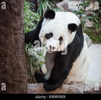 Sehr große Panda entspannende und sieht sehr lustig Stockfoto