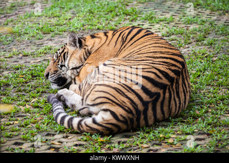 Porträt eines Big Tiger in Thailand Stockfoto
