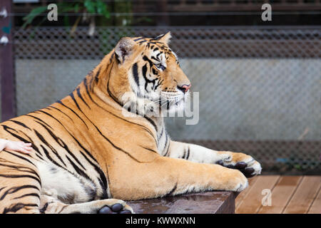 Porträt eines Big Tiger in Thailand Stockfoto