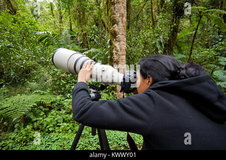 Outdoor Fotograf bei der Arbeit mit einem 600-mm-Teleobjektiv in La Amistad Nationalpark, Provinz Chiriqui, Republik Panama. Stockfoto