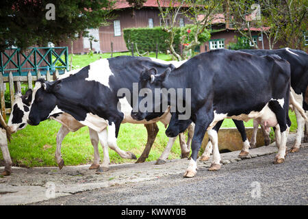 Viehzucht auf einem Bauernhof in Cerro Punta, Provinz Chiriqui, Republik Panama, Mittelamerika. Stockfoto