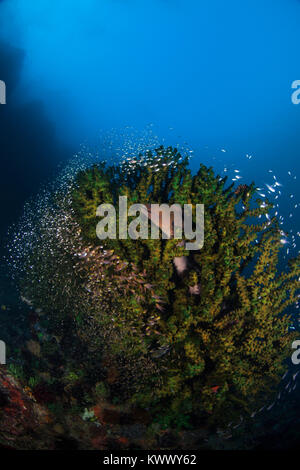 Riesenmuräne (gymnothorax Javanicus) und Glassfish (Ambassidae) in eine Schwarze Sonne Coral (Tubastrea Micrantha) Stockfoto