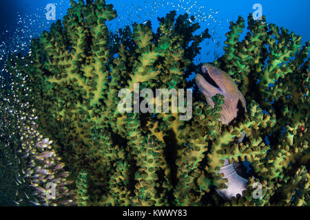 Riesenmuräne (gymnothorax Javanicus) und Glassfish (Ambassidae) in eine Schwarze Sonne Coral (Tubastrea Micrantha) Stockfoto