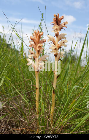 , Nelken-Sommerwurz Labkraut-Sommerwurz, Gewöhnliche Sommerwurz, Orobanche Orobanche caryophyllacea, vulgaris, Parasit, Schmarotzer, Bedstraw Broomrape Stockfoto