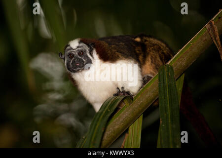 Geoffroy's Tamarin, Wiss. Name; Saguinus geoffroyi, in Soberania Nationalpark, Republik Panama. Stockfoto