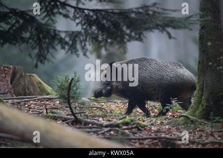 Wildschweine im Herbst | Verwendung weltweit Stockfoto