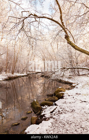 Sun glühende durch Bäume im verschneiten Wald. Stockfoto