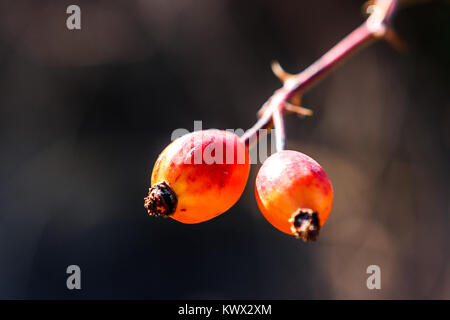 Detail einer Rosa Canina Obst, Conca-tal, Italien Stockfoto