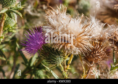 Detail einer Cardoon (cirsium Volgare) Blüte, Conca-tal, Italien Stockfoto