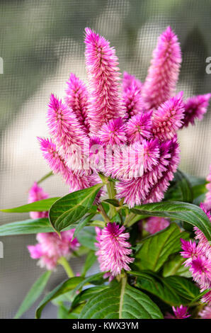 Celosia Flamingo Federn rosa Blumen, Strauch mit grünen Blätter treibt, aus der Nähe. Stockfoto