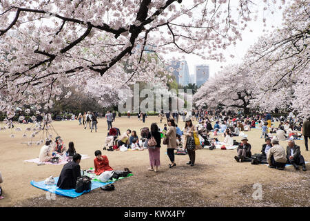 Japan, Tokio: traditionelle Picknick die Kirschbäume blühen und die Ankunft des Frühlings hier in der Shinjuku Park zu feiern. Stockfoto