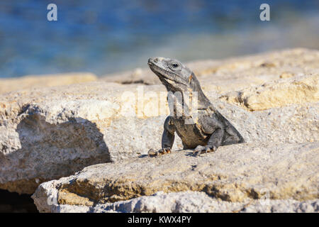 Portrait einer Leguan Eidechse Sonnenbad auf einem Felsen an der Maya-ruinen. Riviera Maya, Quintana Roo, Mexiko Stockfoto